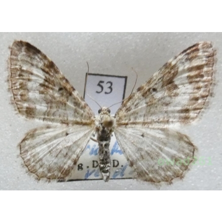 Epirrhoe molluginata (Hübner, 1813) Czech53